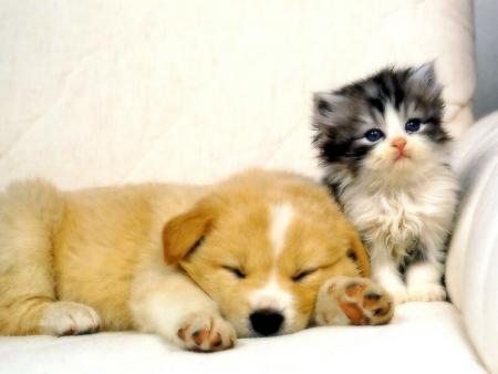 Trop Chou 